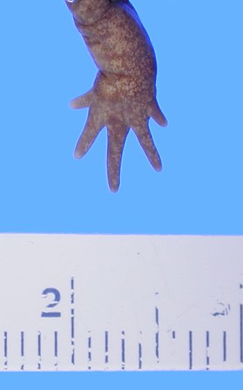 Media type: image; Herpetology A-8960